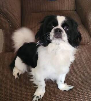Rescue Japanese Chin Dogs for Adoption in Texarkana, Texas - Stevie | PetCurious