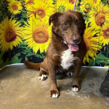 Border Collie and Mixed Breed Dogs Available for Adoption in Eureka Springs, Arkansas - Trixie May | PetCurious