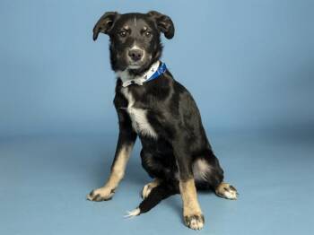 Siberian Husky Dogs Available for Adoption in Phoenix, Arizona - CHRIS | PetCurious