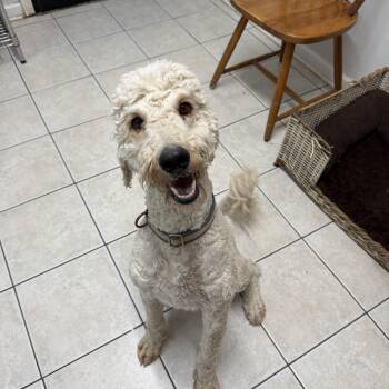 Poodle Dogs Available for Adoption in Hendersonville, Tennessee - Chase | PetCurious