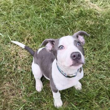 Atlas -  Pit Bull Terrier and Mixed Breed Dog for Adoption in Fredericksburg, Virginia - Atlas | PetCurious