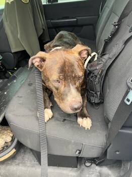 Benny -  Mixed Breed Dog for Adoption in Gallatin, Tennessee - Benny | PetCurious