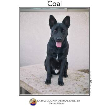 Rescue German Shepherd Dog Dogs for Adoption in Parker, Arizona - Coal | PetCurious