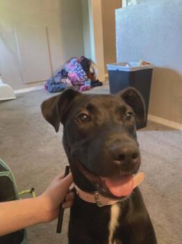 Tuffles -  Terrier Dog for Adoption in Coldwater, Michigan - Tuffles | PetCurious