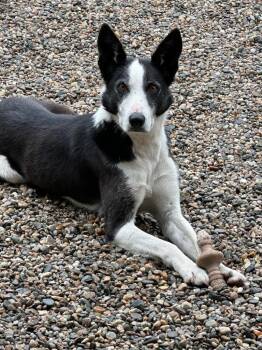 Skipper -  Border Collie Dog for Adoption in Emmett, Idaho - Skipper | PetCurious
