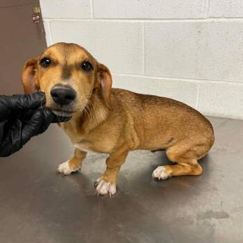 Oscar Mayer C613 -  Dachshund Dog for Adoption in Allen, Texas - Oscar Mayer C613 | PetCurious