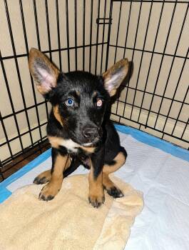 Taz -  German Shepherd Dog Dog for Adoption in Jefferson City, Missouri - Taz | PetCurious