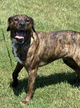 Jace -  Plott Hound Dog for Adoption in Coldwater, Michigan - Jace | PetCurious