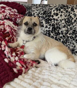 Rescue Terrier and Pug Dogs for Adoption in San Diego, California - Sprinkles | PetCurious