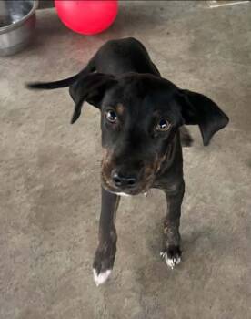 Rescue Terrier Dogs for Adoption in Pryor, Oklahoma - Snape | PetCurious