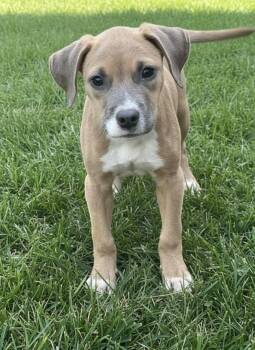 Fergi -  Labrador Retriever Dog for Adoption in Hillsdale, New York - Fergi | PetCurious