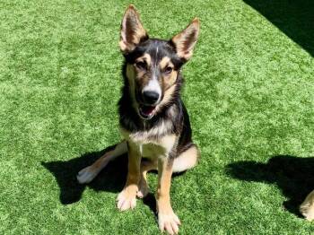 German Shepherd Dog Dogs Available for Adoption in San Marcos, California - SAVE ME PLEASE! Dawn #A550392 | PetCurious