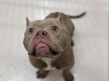 Canelo -  Staffordshire Bull Terrier Dog for Adoption in Portland, Oregon - Canelo | PetCurious