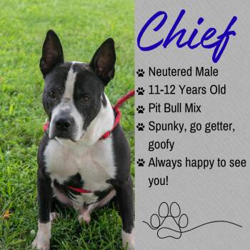 Chief -  Staffordshire Bull Terrier Dog for Adoption in Junction City, Kansas - Chief | PetCurious