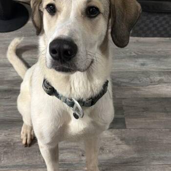 Labrador Retriever and Mixed Breed Dogs Available for Adoption - Jon Snow | PetCurious