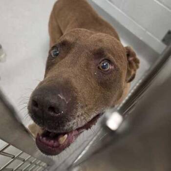 Keelo -  Labrador Retriever and Boxer Dog Available for Adoption in Chattanooga, Tennessee - Keelo | PetCurious