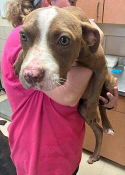 Ollie -  Mixed Breed Dog for Adoption in Bossier City, Louisiana - Ollie | PetCurious