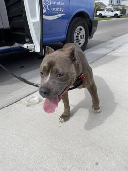 BEAUX -  Mixed Breed Dog for Adoption in Palmetto, Florida - BEAUX | PetCurious
