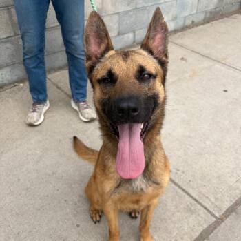 Biggie -  Belgian Shepherd Malinois Dog for Adoption in Newark, New Jersey - Biggie | PetCurious