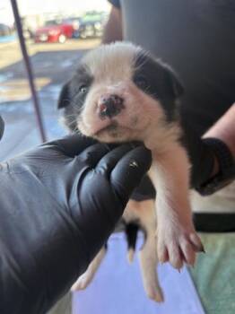 Shepherd and Mixed Breed Dogs Available for Adoption - 60201654 | PetCurious