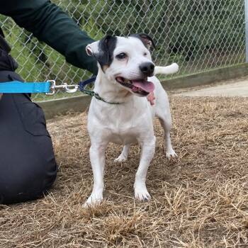 Benji -  Chihuahua Dog for Adoption in King George, Virginia - Benji | PetCurious