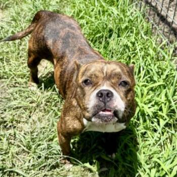 TARA -  Staffordshire Bull Terrier and Mixed Breed Dog for Adoption in Houston, Texas - TARA | PetCurious