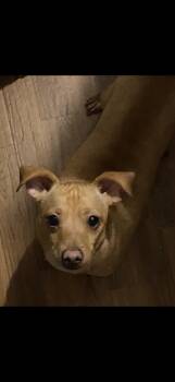 Rescue Miniature Pinscher and Chihuahua Dogs for Adoption in Newborn, Georgia - LUDI | PetCurious