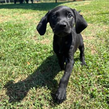 Rey -  Mixed Breed Dog Available for Adoption in Roxboro, North Carolina - Rey | PetCurious