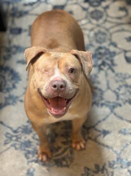 Pit Bull Terrier Dogs Available for Adoption - Tinkerbell  | PetCurious