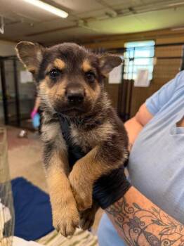 Jo -  Shepherd and Mixed Breed Dog for Adoption in Calgary, Alberta - Jo | PetCurious