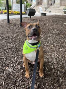 Rescue Mixed Breed Dogs for Adoption in Chamblee, Georgia - Mico Galvao - IN FOSTER | PetCurious