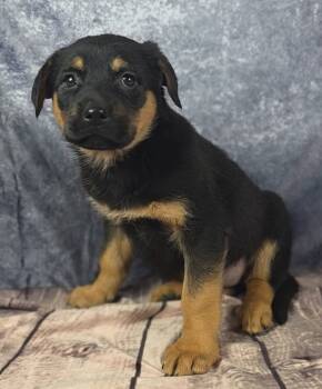 Rescue Rottweiler and German Shepherd Dog Dogs for Adoption - Inferno Pack - Ember | PetCurious