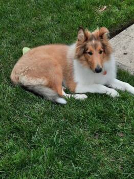 Willow -  Collie Dog for Adoption in Aiken, South Carolina - Willow | PetCurious