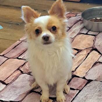 Papillon and Chihuahua Dogs Available for Adoption in Richmond, California - BEAN | PetCurious