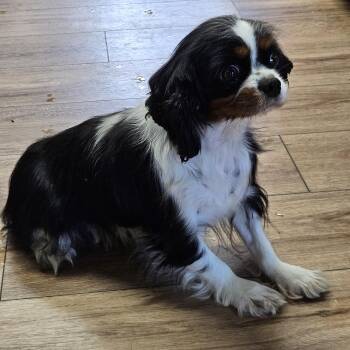 Katy -  Cavalier King Charles Spaniel Dog for Adoption in Martinsville, Indiana - Katy | PetCurious