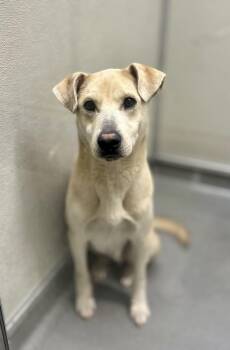Shepherd Dogs Available for Adoption in Victorville, California - Maverick | PetCurious