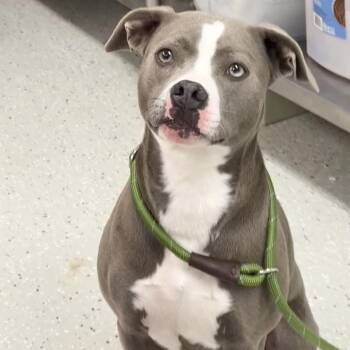 Boxer and Pit Bull Terrier Dogs Available for Adoption in Indianapolis, Indiana - Bubbles | PetCurious