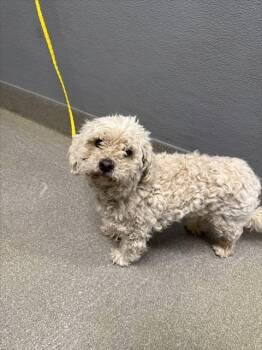 Maltese and Mixed Breed Dogs Available for Adoption - PRIMO | PetCurious
