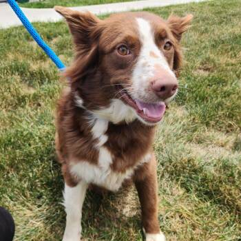 Mocha -  Australian Shepherd and Mixed Breed Dog for Adoption in Fort Wayne, Indiana - Mocha | PetCurious