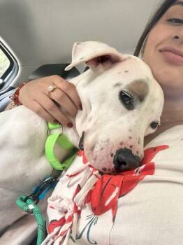 Mixed Breed Dogs Available for Adoption in Chamblee, Georgia - Mumpy - IN FOSTER | PetCurious