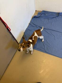 Skye-in foster home -  Hound and Terrier Dog for Adoption in South Bend, Indiana - Skye-in Foster Home | PetCurious