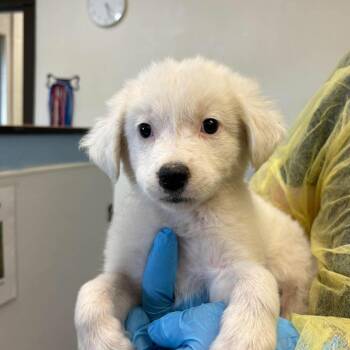 Anatolian Shepherd and Mixed Breed Dogs Available for Adoption in Bastrop, Texas - Mimi 26-05-145 | PetCurious