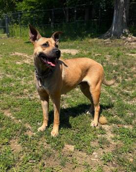 Patience -  Mixed Breed Dog for Adoption in Bonifay, Florida - Patience | PetCurious