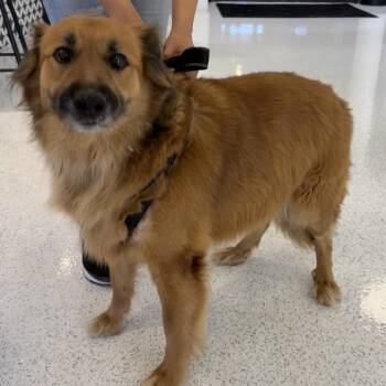 Sullivan A2277894 -  Golden Retriever and Mixed Breed Dog for Adoption in Los Angeles, California - Sullivan A2277894 | PetCurious