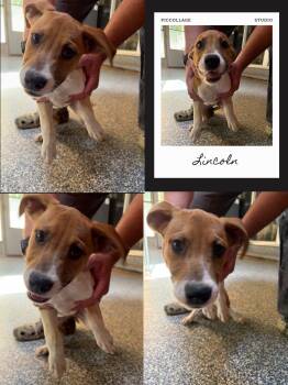 Linclon -  Catahoula Leopard Dog and Mountain Cur Dog for Adoption in Waldwick, New Jersey - Linclon | PetCurious