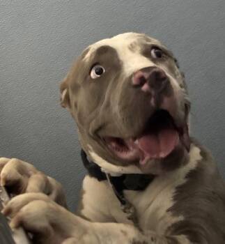 Mixed Breed Dogs Available for Adoption in West Chester, Pennsylvania - Zenith | PetCurious