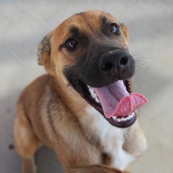 Julie -  Belgian Shepherd Malinois and Shepherd Dog for Adoption in Yucca Valley, California - Julie | PetCurious