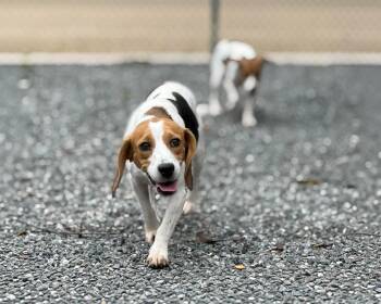 KENDALL -  Beagle Dog for Adoption in Holbrook, New York - KENDALL | PetCurious