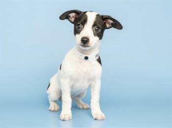 TEMPLETON -  Chihuahua Dog for Adoption in Phoenix, Arizona - TEMPLETON | PetCurious