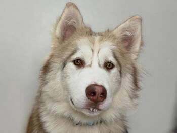 Fable -  Husky Dog for Adoption in Portland, Oregon - Fable | PetCurious